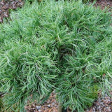 Pin Alb Tiny Curls - Pinus Strobus Tiny Curls
