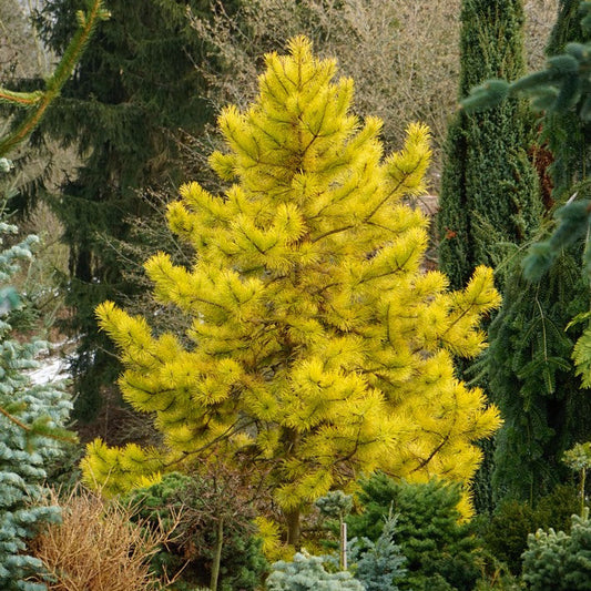 Pin Silvestru Aurea - Pinus Sylvestris Aurea