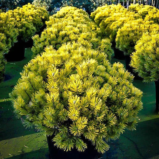 Pin Pitic Carstens - Pinus Mugo Carstens