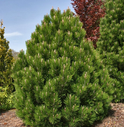 Pin Bosniac - Pinus Leucodermis