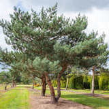 Pin Silvestru - Pinus Sylvestris