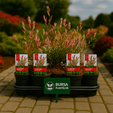 Salix integra "Flamingo"