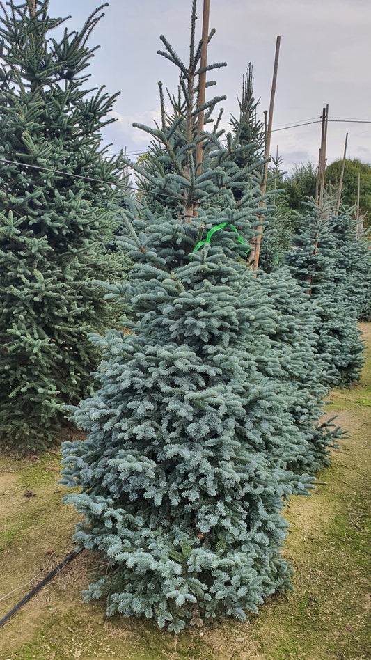 Abies Procera Glauca Premium (Precomanda - Poze Reale)
