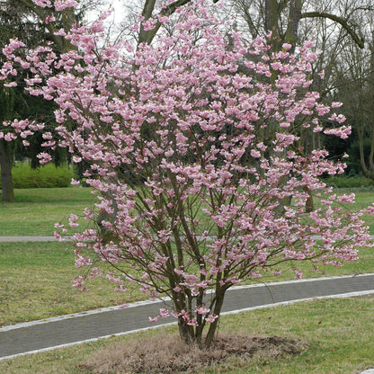 Cires Japone Tufă - Prunus Triloba - Tufa