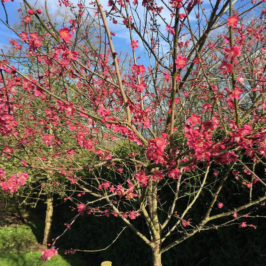 Cireș Japonez Beni Chidori - Prunus Serrulata Beni Chidori