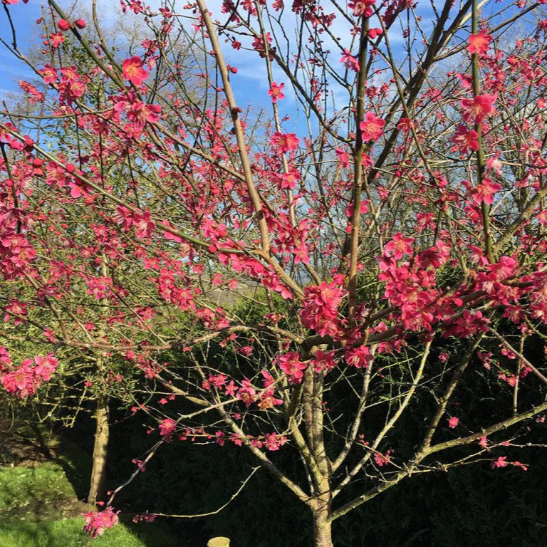 Cireș Japonez Beni Chidori - Prunus Serrulata Beni Chidori