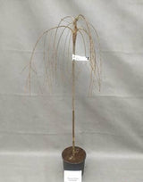 Prunus ‘Snow Fountains’ – Cires ornamental alb plangator pe picior