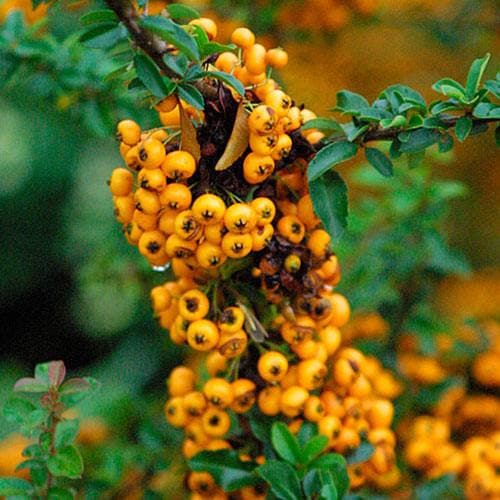 Piracantha Soleil D'Or - Pyracantha Cocc. 'Soleil D'Or'