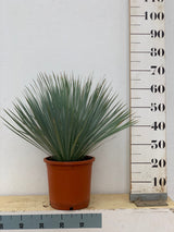 Yucca Albastră - Yucca Rostrata