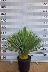 Yucca Albastră - Yucca Rostrata