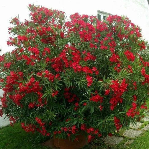 Nerium Oleander - Leandru - Inaltimi totale impreuna cu Ghiveciul