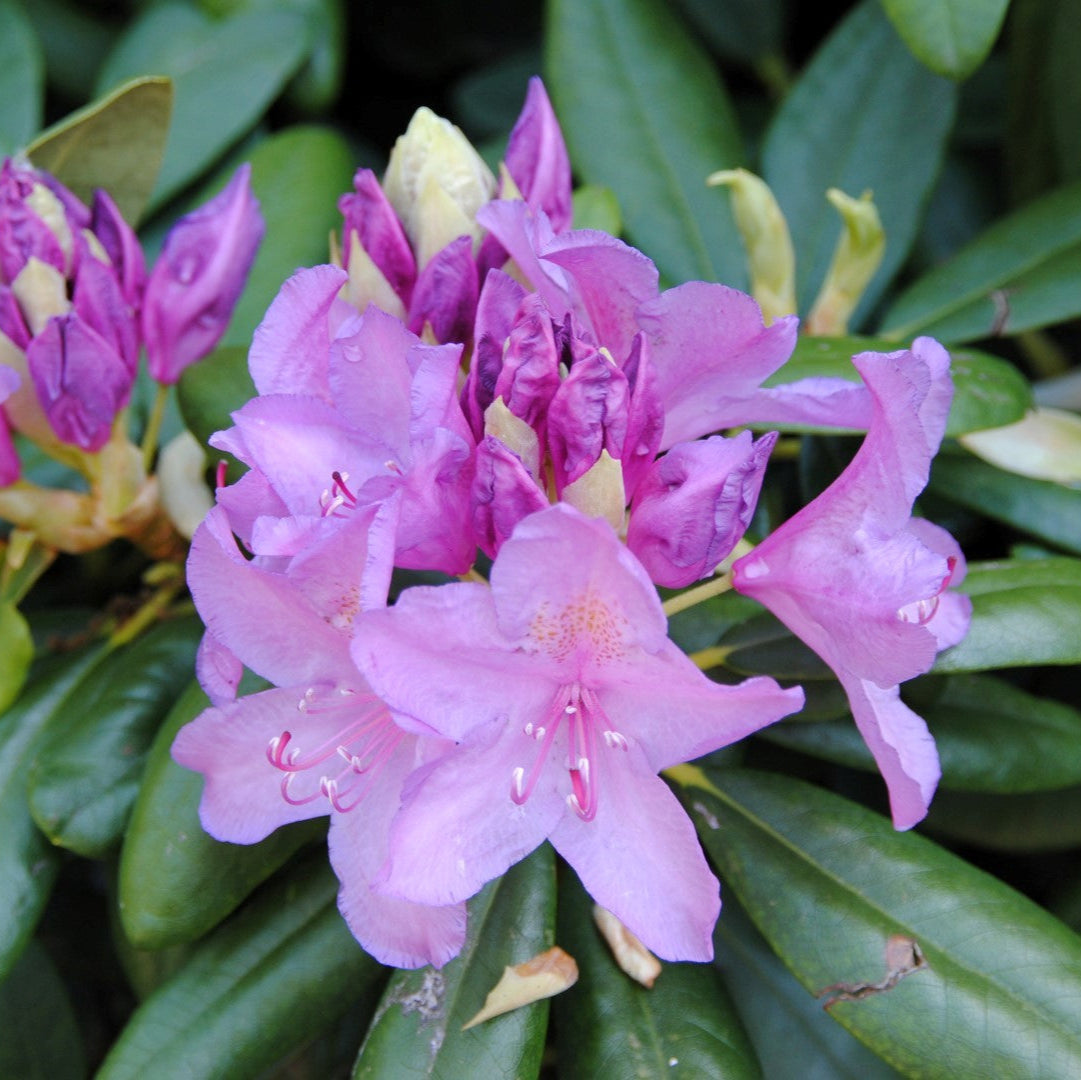 Rododendron Catawbiense Grandiflorum - Rhododendron (Catawbiense Grp) Catawbiense Grandiflorum