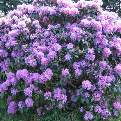 Rododendron Catawbiense Grandiflorum - Rhododendron (Catawbiense Grp) Catawbiense Grandiflorum