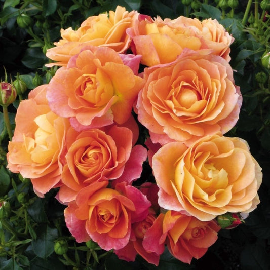 Trandafir Bonfire - Rosa Bonfire