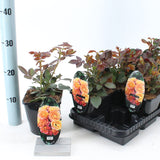 Trandafir Bonfire - Rosa Bonfire