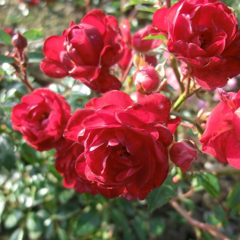 Trandafir Fairy King - Rosa Fairy King