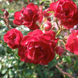 Trandafir Fairy King - Rosa Fairy King