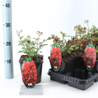 Trandafir Fairy King - Rosa Fairy King