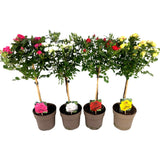 Trandafir Pe Picior - Rosa Pe Picior