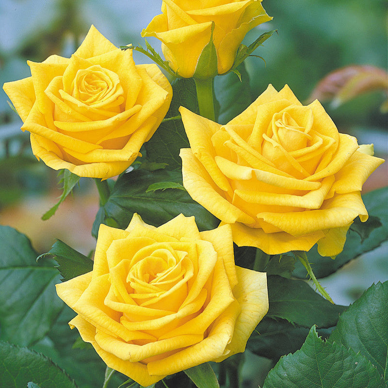 Trandafir Teahibrid Sunsilk - Rosa (Hybrid Tea Grp) Sunsilk