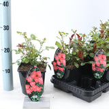 Trandafir Pitic Lovely Fairy - Rosa (Polyantha Grp) Spelarosa Lovely Fairy