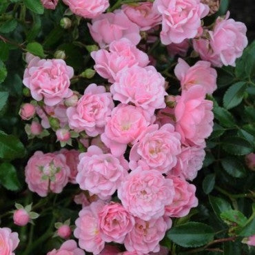 Trandafir Pitic The Fairy - Rosa (Polyantha Grp) The Fairy