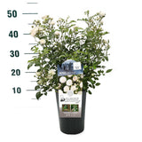 Trandafir Arbustiv Crystal Fairy - Rosa (Shrub Grp) Spelarosa Crystal Fairy