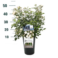 Trandafir Arbustiv Crystal Fairy - Rosa (Shrub Grp) Spelarosa Crystal Fairy