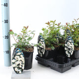 Trandafir Arbustiv Crystal Fairy - Rosa (Shrub Grp) Spelarosa Crystal Fairy