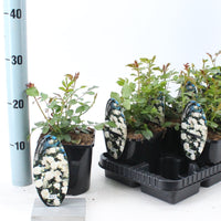Trandafir Arbustiv Crystal Fairy - Rosa (Shrub Grp) Spelarosa Crystal Fairy