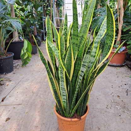 Limba Soacrei Laurentii - Sansevieria Trifasciata Laurentii
