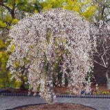 Prunus ‘Snow Fountains’ – Cires ornamental alb plangator pe picior