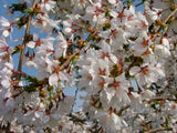 Prunus ‘Snow Fountains’ – Cires ornamental alb plangator pe picior