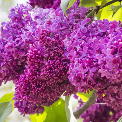 Liliac Charles Joly - Syringa Vulg. 'Charles Joly'