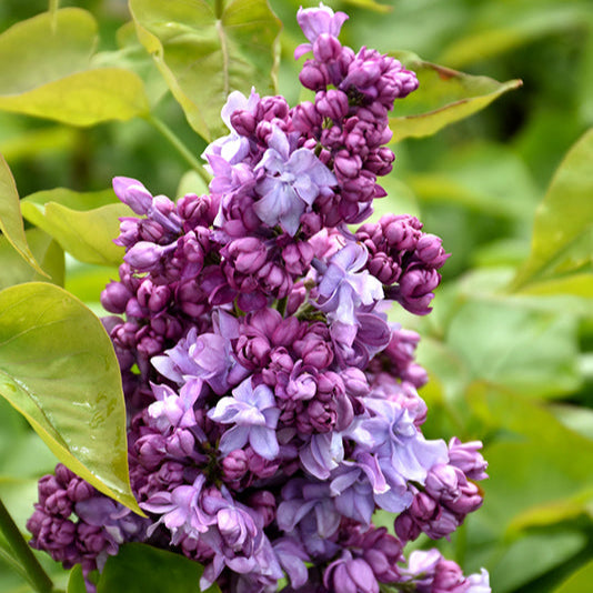 Liliac Katherine Havemeyer - Syringa Vulg. 'Katherine Havemeyer'