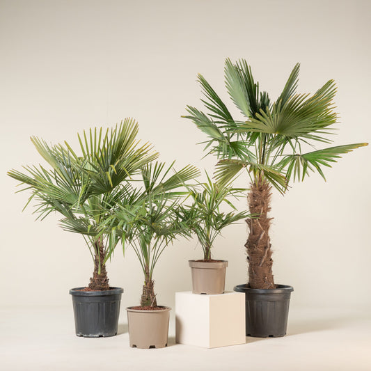 Palmier Chinezesc - Trachycarpus Fortunei