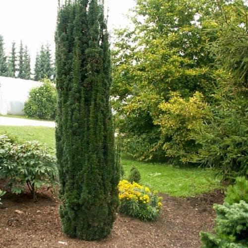 Tisa Columnara Robusta - Taxus Baccata Fast. Robusta
