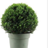 Tisă Globulară - Taxus Globe
