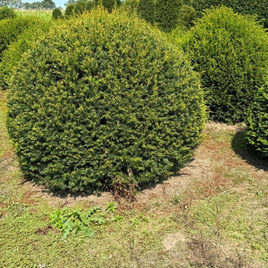 Tisă Globulară - Taxus Globe
