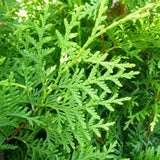 Tuia Brabant - Thuja Occidentalis Brabant