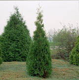 Tuia Brabant - Thuja Occidentalis Brabant