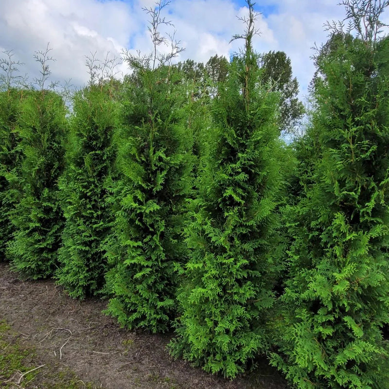 Tuia Brabant - Thuja Occidentalis Brabant - La Balot - Livrare 1-15 martie