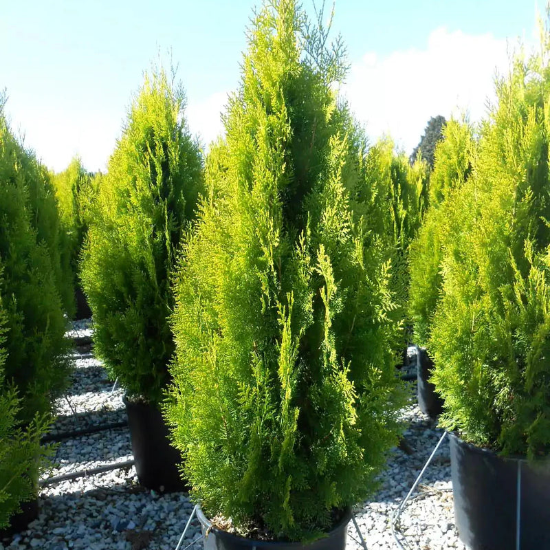 Tuia Pyramidalis Aurea - Thuja Occidentalis Pyramidalis Aurea