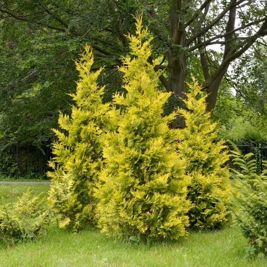 Tuia 4Ever Goldy - Thuja Plicata 4Ever Goldy