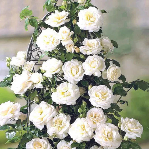 Trandafir Cățărător Alb - Trandafir Catarator Alb