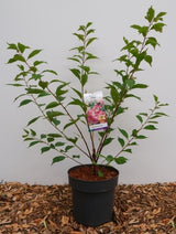 Prunus Triloba - Livrare 1-15 Martie