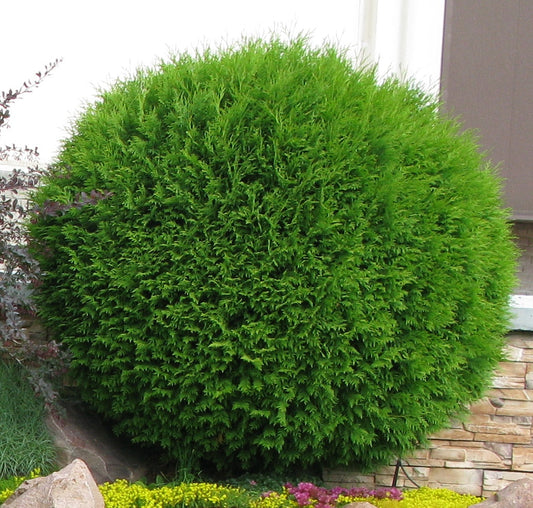 Tuia globulara Little Champion - Thuja Occidentalis Little Champion