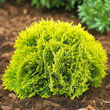 Tuia globura galbena Mirijam - Thuja Occidentalis Mirijam