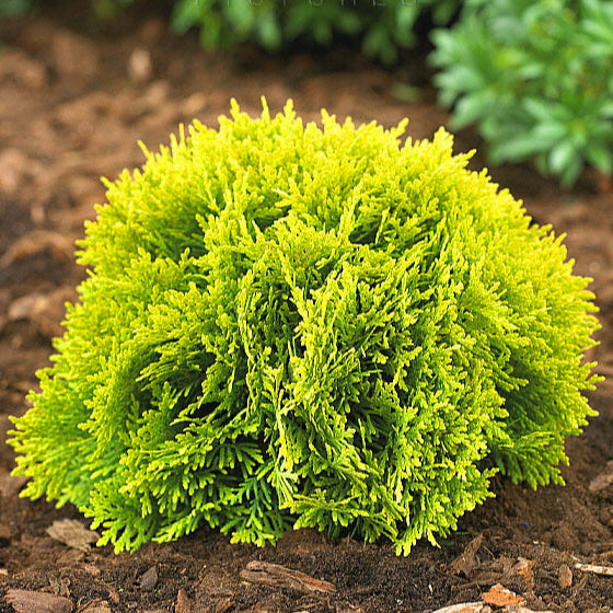Tuia globura galbena Mirijam - Thuja Occidentalis Mirijam