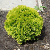 Tuia globura galbena Mirijam - Thuja Occidentalis Mirijam glob mediu
